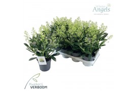 Skimmia japonica finchy 9+