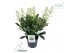 Skimmia japonica finchy 9+ 