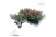 Skimmia japonica rubella 10+ 