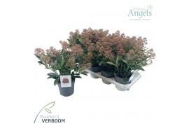 Skimmia japonica rubella 10+
