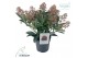 Skimmia japonica rubella 10+ 