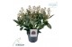 Skimmia japonica rubella 10+ 
