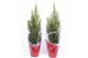 Picea glauca conica in rode hoes 