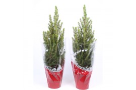 Picea glauca conica in rode hoes