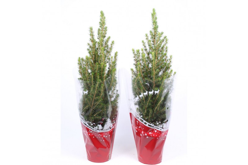 Picea glauca conica in rode hoes 