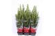 Picea glauca conica in rode hoes 