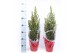 Picea glauca conica in rode hoes 