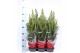 Picea glauca conica in rode hoes 