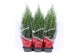 Juniperus chinensis stricta in rode hoes 