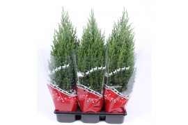 Juniperus chinensis stricta in rode hoes