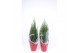 Juniperus chinensis stricta in rode hoes 