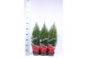 Juniperus chinensis stricta in rode hoes 