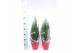 Juniperus chinensis stricta in rode hoes 