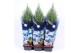 Juniperus chinensis stricta in blauwe hoes 