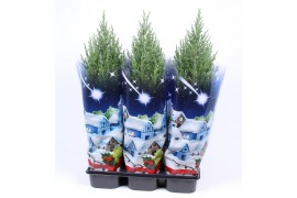 Juniperus chinensis stricta in blauwe hoes