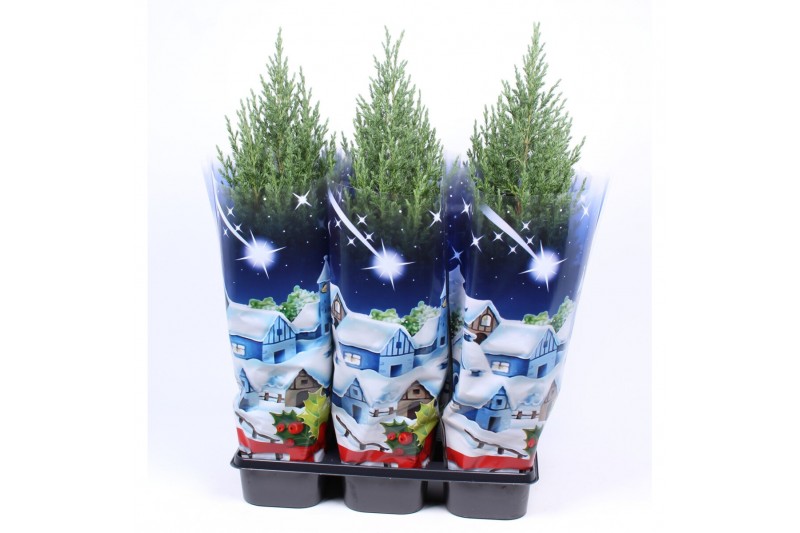 Juniperus chinensis stricta in blauwe hoes 