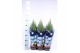 Juniperus chinensis stricta in blauwe hoes 