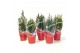 Coniferen Kerstmix in rode hoes 