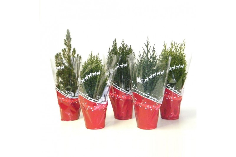 Coniferen Kerstmix in rode hoes 