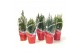 Coniferen Kerstmix in rode hoes 
