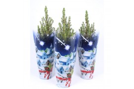 Picea glauca conica in blauwe hoes