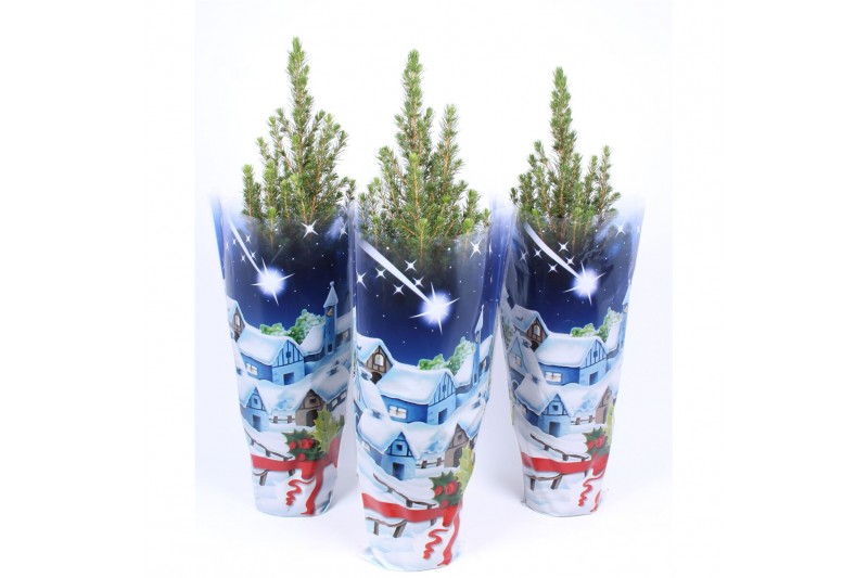 Picea glauca conica in blauwe hoes 