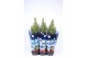 Picea glauca conica in blauwe hoes 