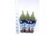 Picea glauca conica in blauwe hoes 