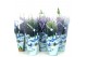Coniferen Kerstmix in blauwe hoes 