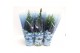 Coniferen Kerstmix in blauwe hoes 