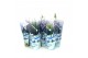 Coniferen Kerstmix in blauwe hoes 