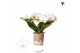Phalaenopsis multiflora wit 3 tak halo white kolibri orchids 