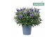 Hebe Addenda® Donna® Blue 