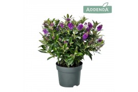 Hebe Addenda® Donna® Pink