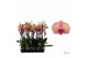 Phalaenopsis golden leopard 3 tak - 65/70cm 