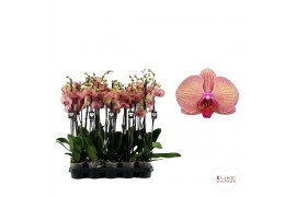 Phalaenopsis golden leopard 3 tak - 65/70cm