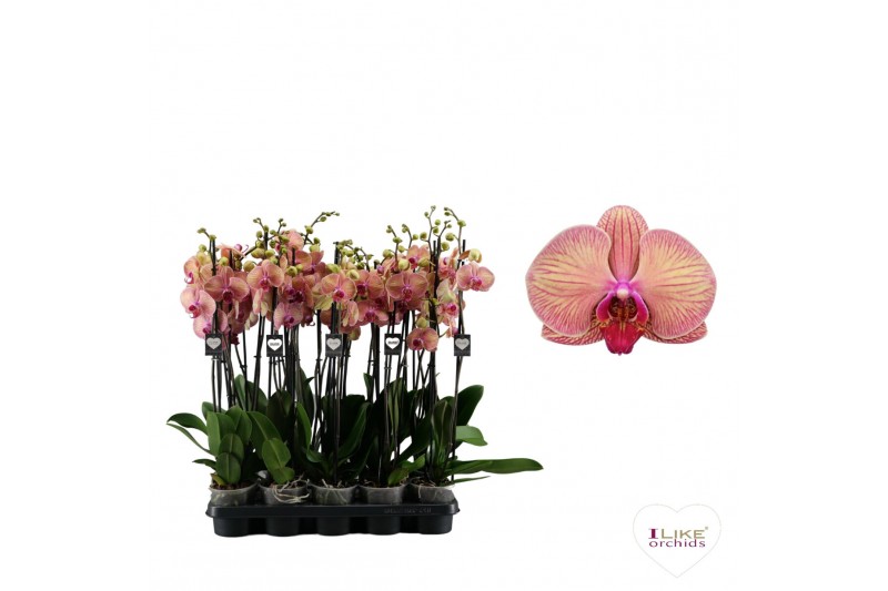 Phalaenopsis golden leopard 3 tak - 65/70cm 