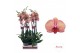 Phalaenopsis golden leopard 3 tak - 65/70cm 