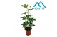 Schefflera arboricola compacta 