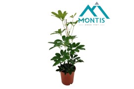Schefflera arboricola compacta