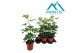 Schefflera arboricola compacta 