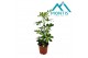 Schefflera arboricola gold capella 