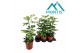 Schefflera arboricola gold capella 