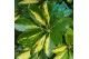 Schefflera arboricola gold capella 