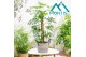 Schefflera arboricola gold capella 