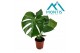 Monstera deliciosa 