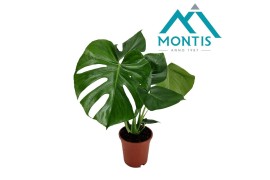 Monstera deliciosa