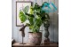Monstera deliciosa 