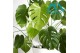 Monstera deliciosa 