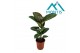Ficus elastica robusta 